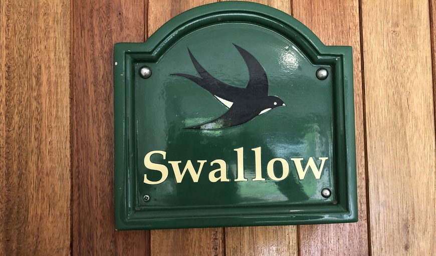 Swallow photo 634