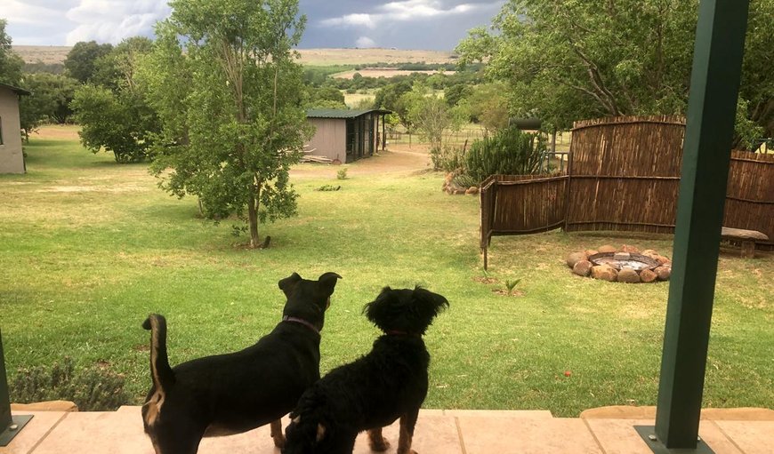 Fur family so happy to join their humans for a vacation in Magaliesburg, Gauteng, South Africa