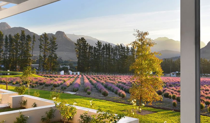 Welcome to Lavande de Franschhoek in Franschhoek, Western Cape, South Africa