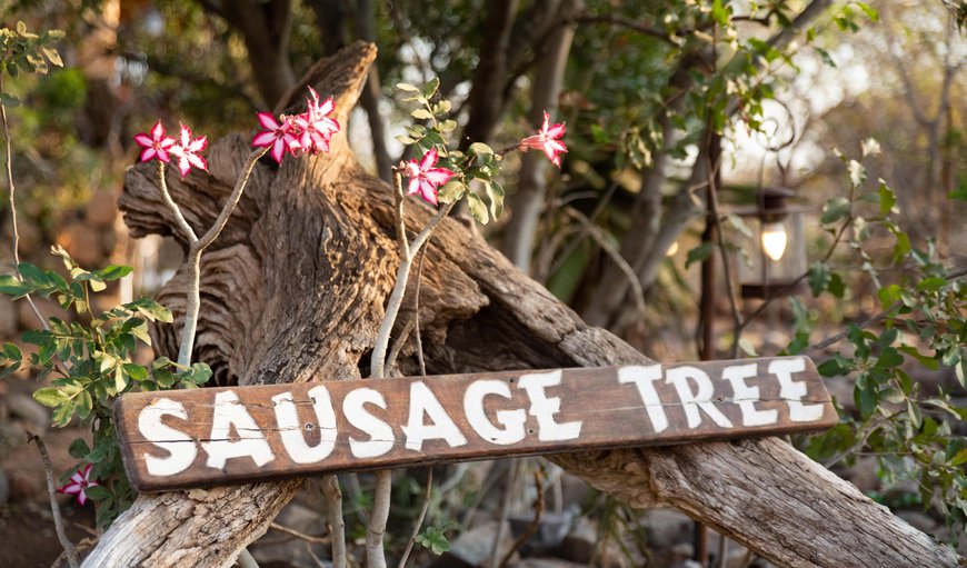 Sausage Tree Safari Camp in Balule Nature Reserve, Limpopo, South Africa