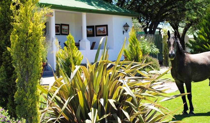 Welcome to Olive Grove Guest Farm in Beaufort West, Western Cape, South Africa
