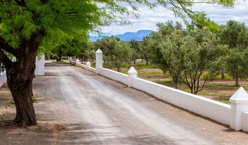 Welcome to Olive Grove Guest Farm
