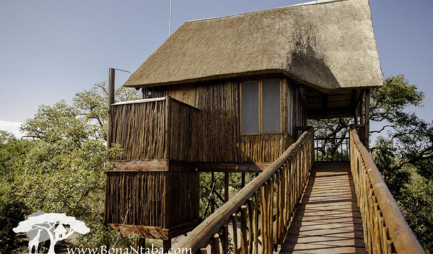 Giraffe Family Tree House: Family Tree Houses