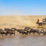 Planning a First Safari in Kenya’s Maasai Mara: Months and Fees