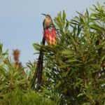 Protea Hotel TygerValley for a Relaxed Cape Town Stay