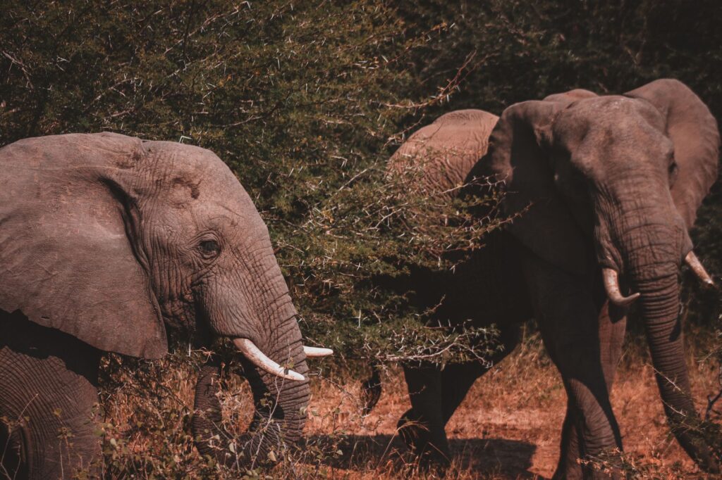 Ivory tree Game Lodge: Pilanesberg Safaristay.