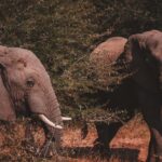 Ivory tree Game Lodge: Pilanesberg Safaristay.
