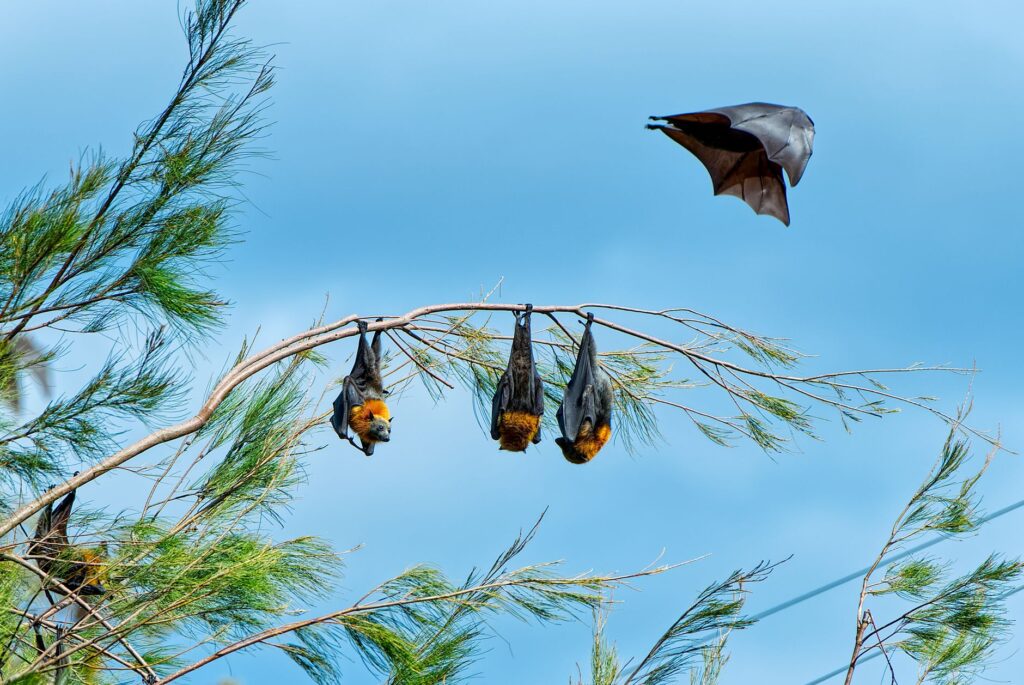 Flying Fox: Having a Closer Look on these Night Gliders.