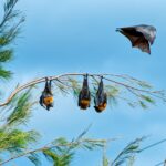 Flying Fox: Having a Closer Look on these Night Gliders.