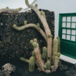 Isla de Lobos Lanzarote to have a Memorable Island Trip.