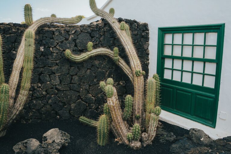 Isla de Lobos Lanzarote to have a Memorable Island Trip.